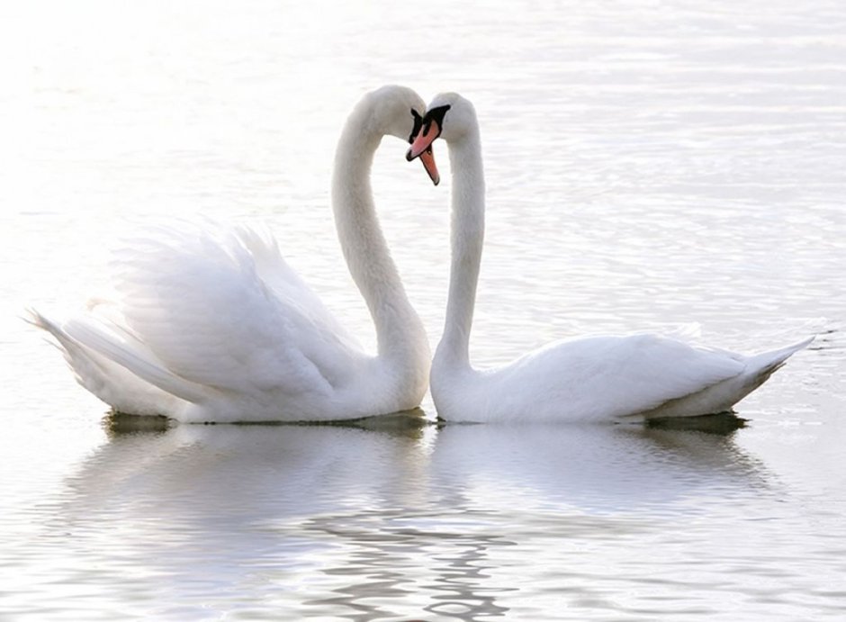 Не могут жить в разлуке лебеди