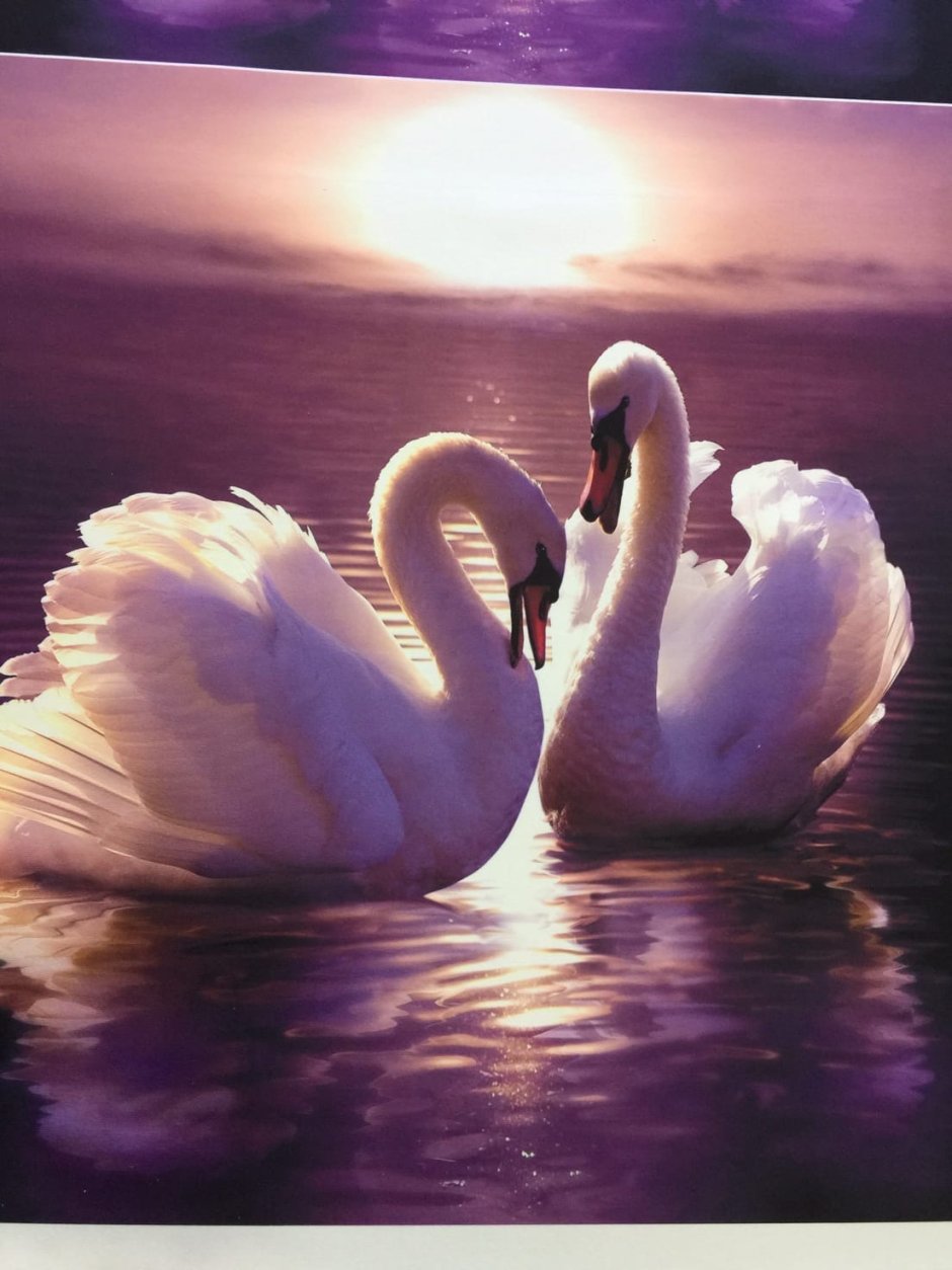 Лебеди на закате солнца