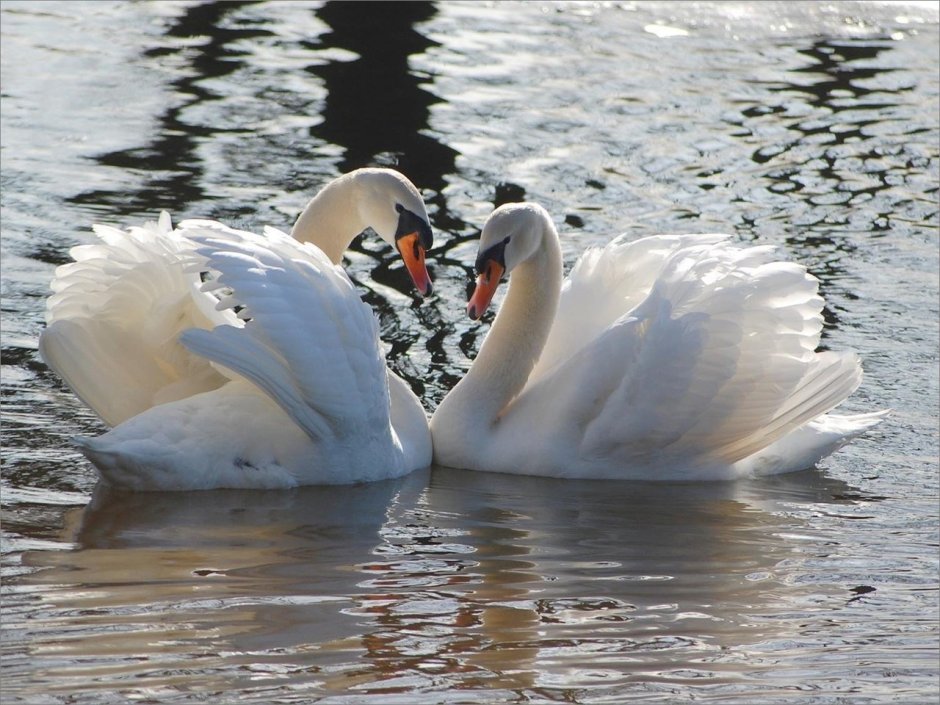 Лебеди сердечком