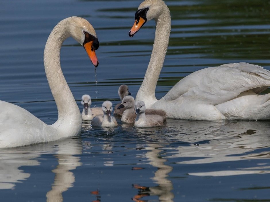 Пара лебедей