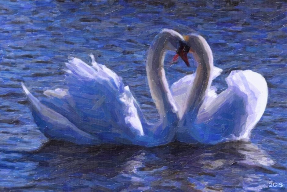 Влюбленные лебеди