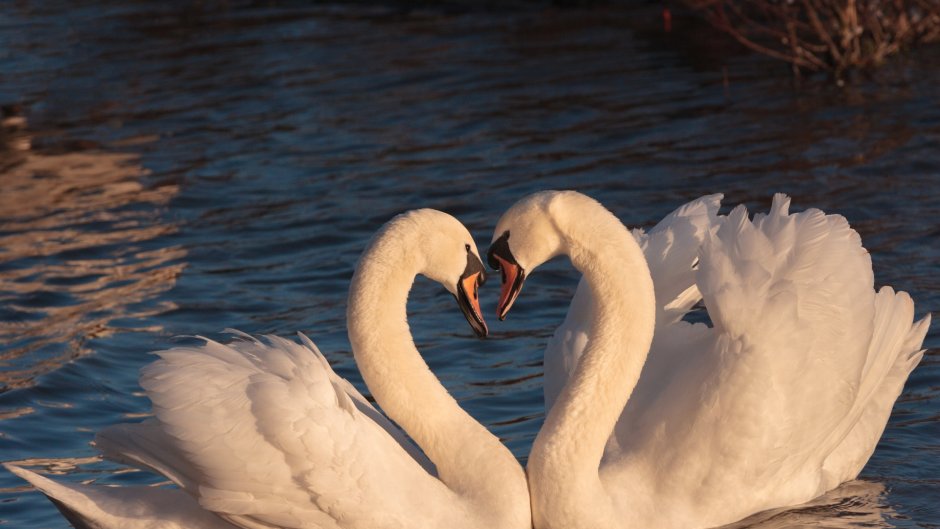 Скинали лебеди