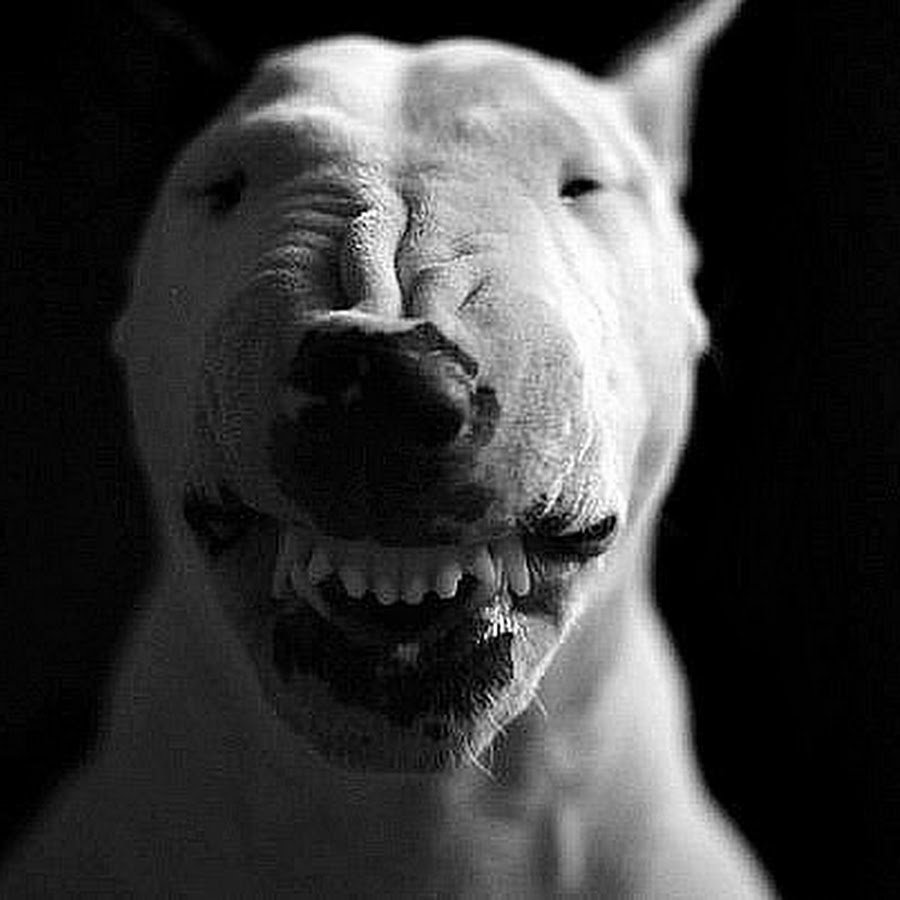 Бультерьер злой Бойцовский