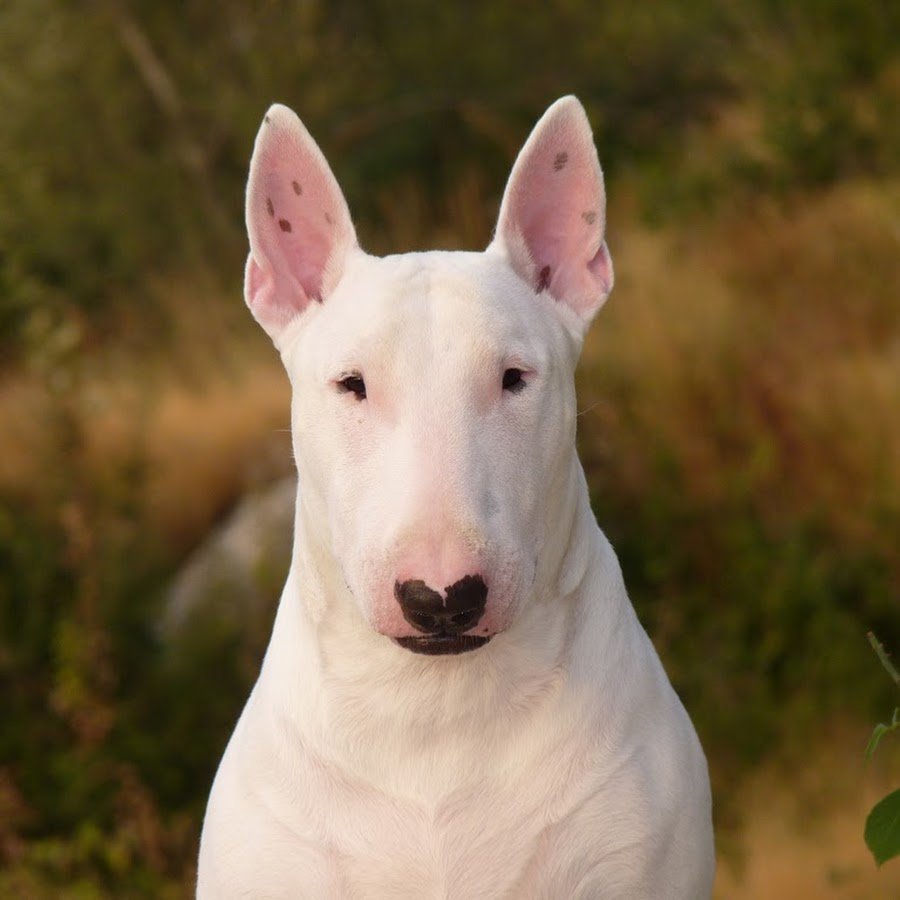 Бультерьер боец