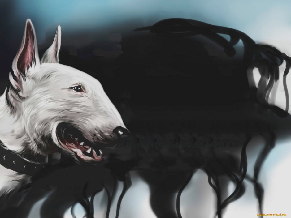 Бультерьер обои