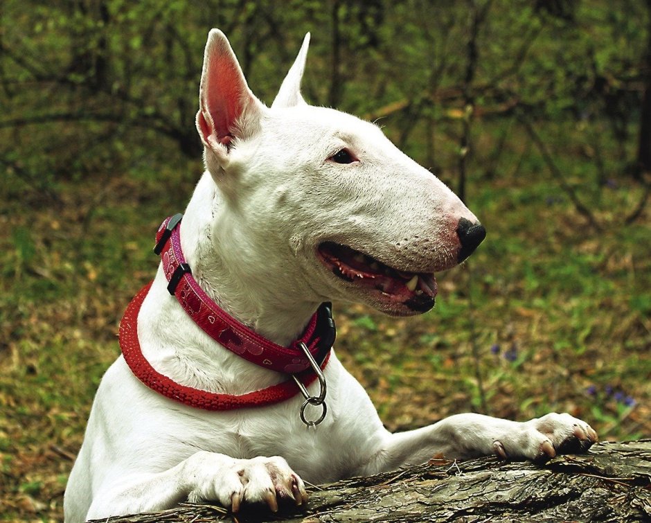 Бультерьер снуп