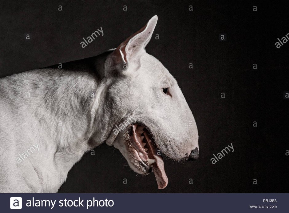 Бультерьер на черном фоне