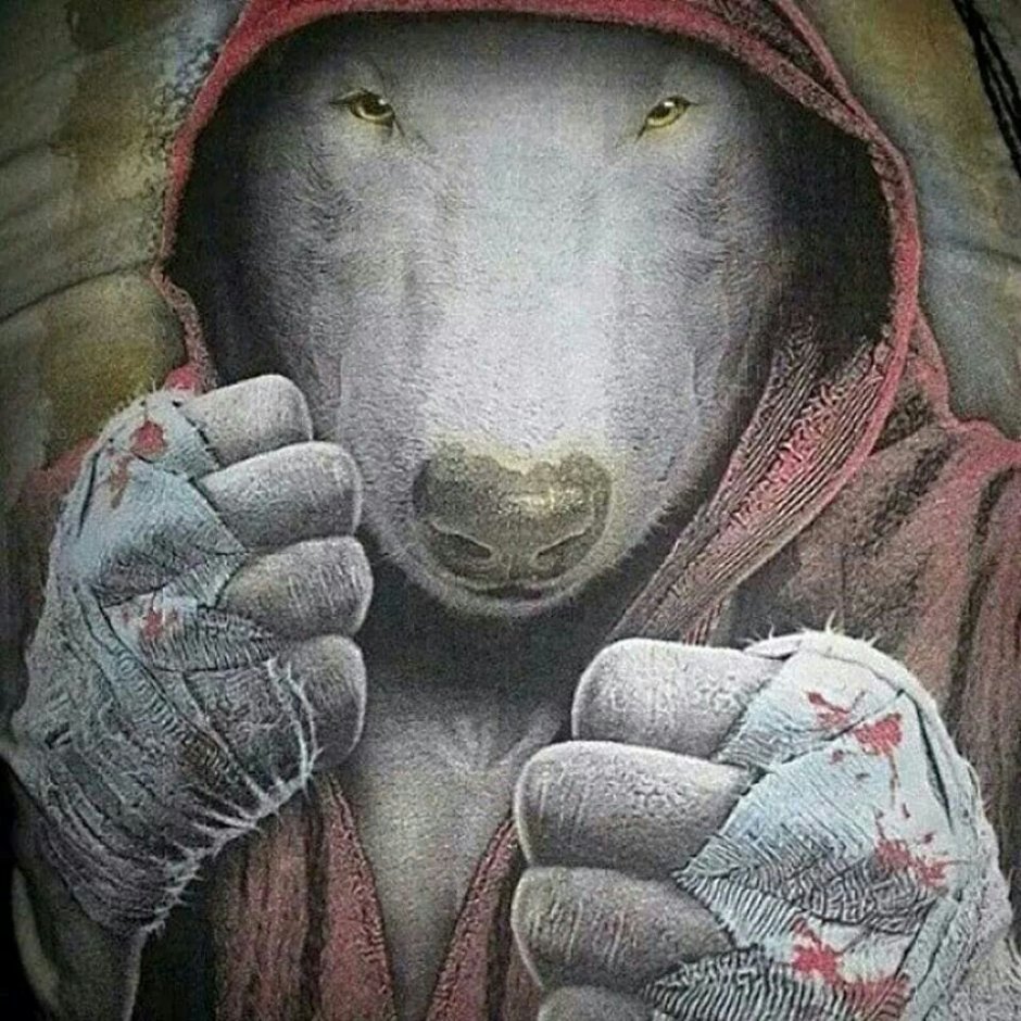 Бультерьер в перчатках