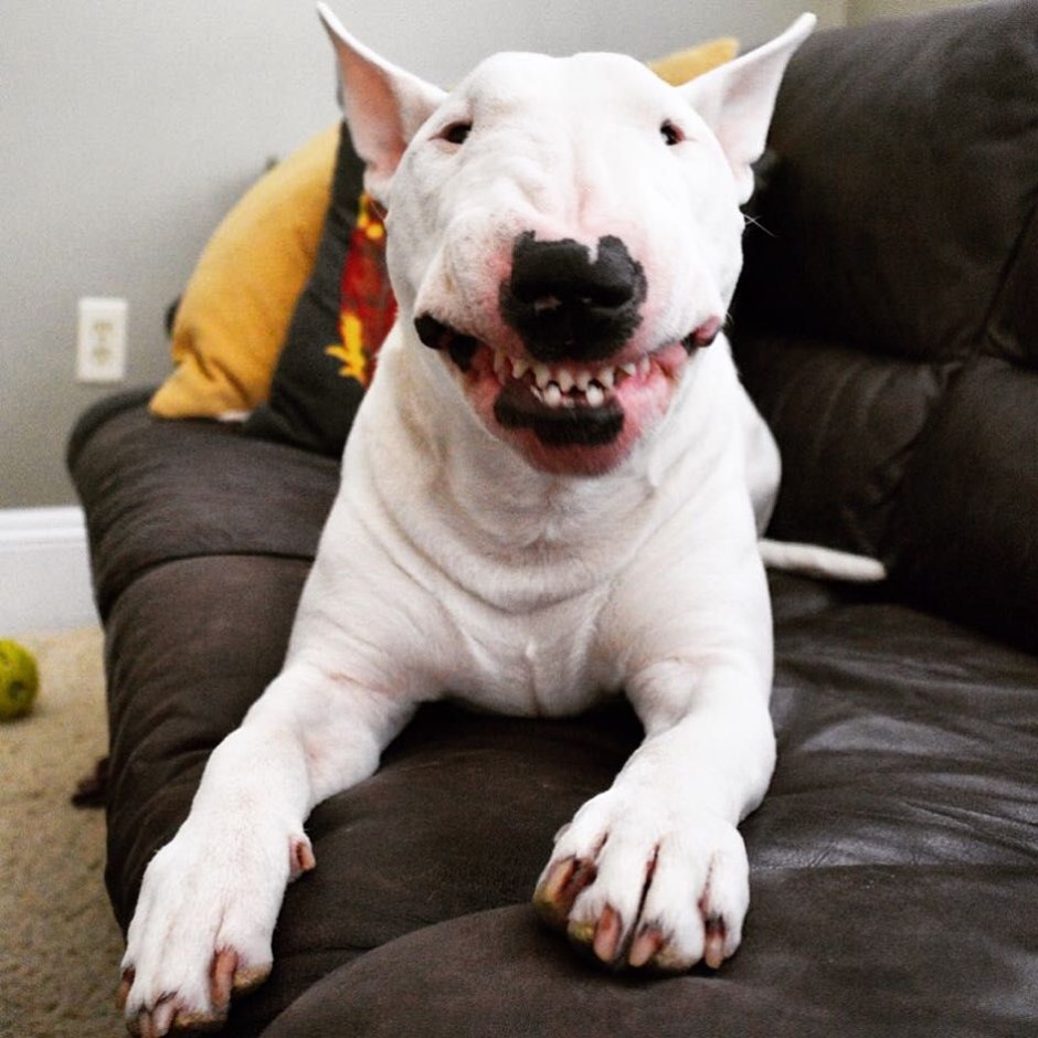 Американский питбультерьер опасная собака