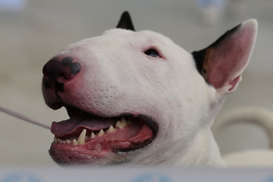 Бультерьер купированный