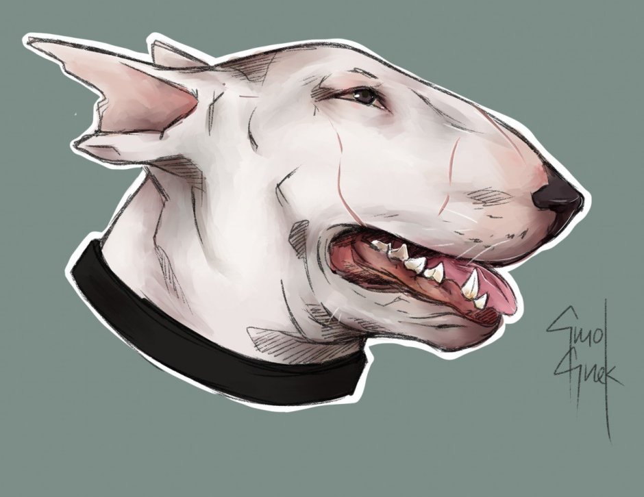 Бультерьер арт