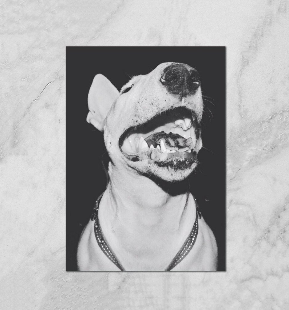 Американский питбультерьер белый