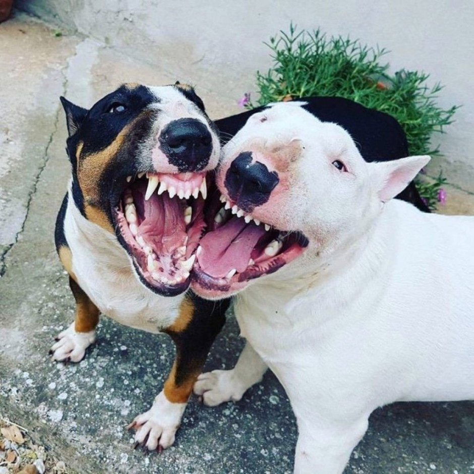 Бультерьер оффника