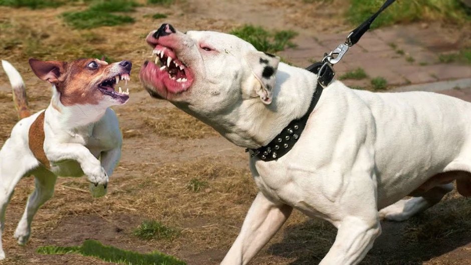 Стаффордширский бультерьер оскал