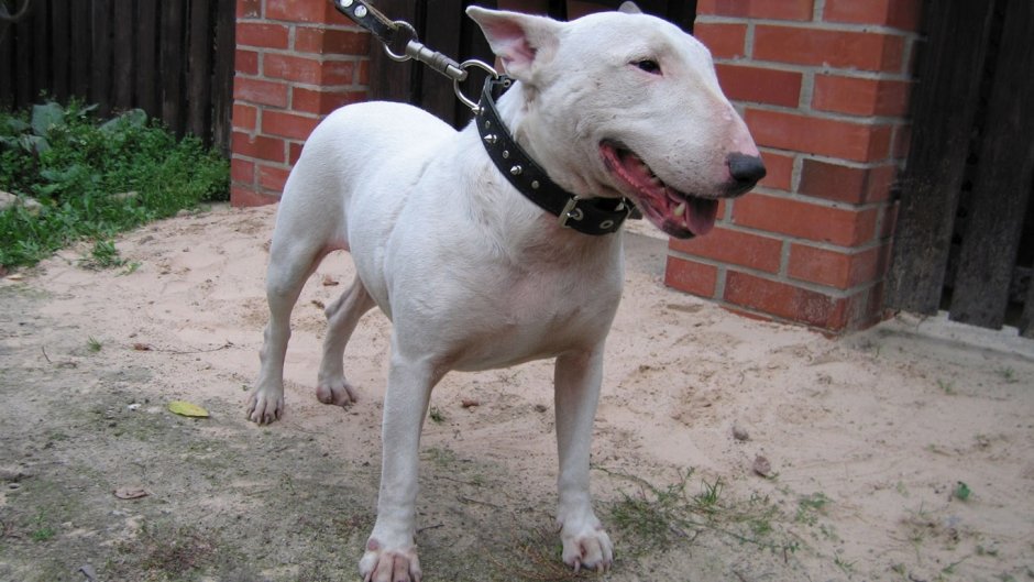 Бультерьер Околофутбол