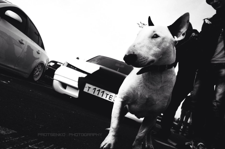 Бультерьер лает