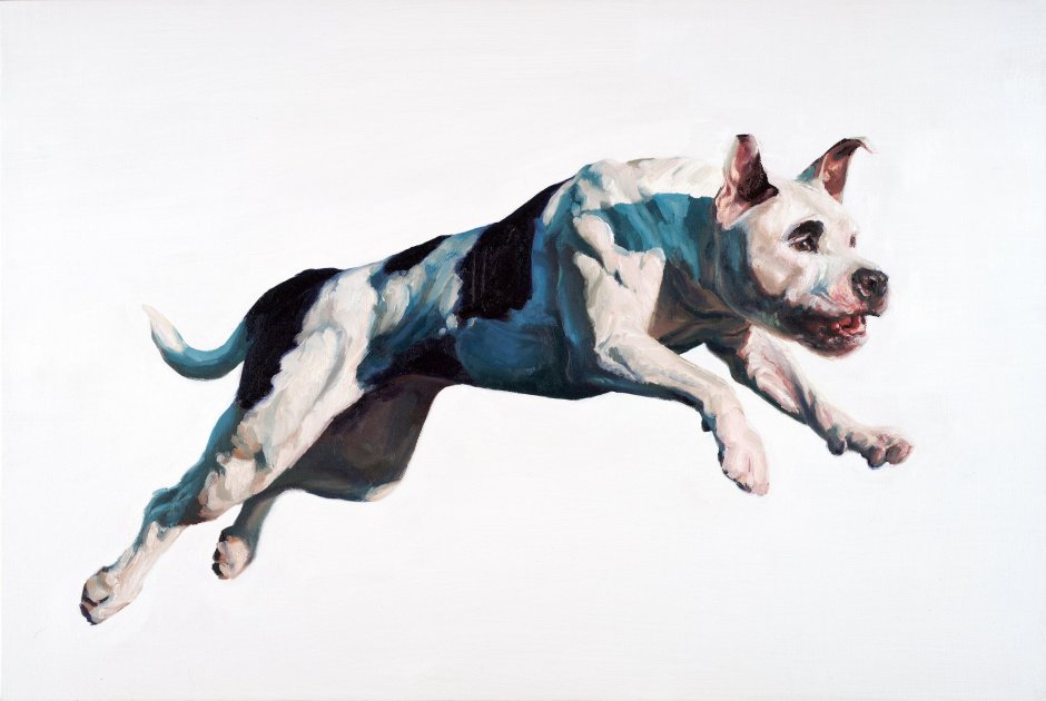 Бультерьер на белом фоне