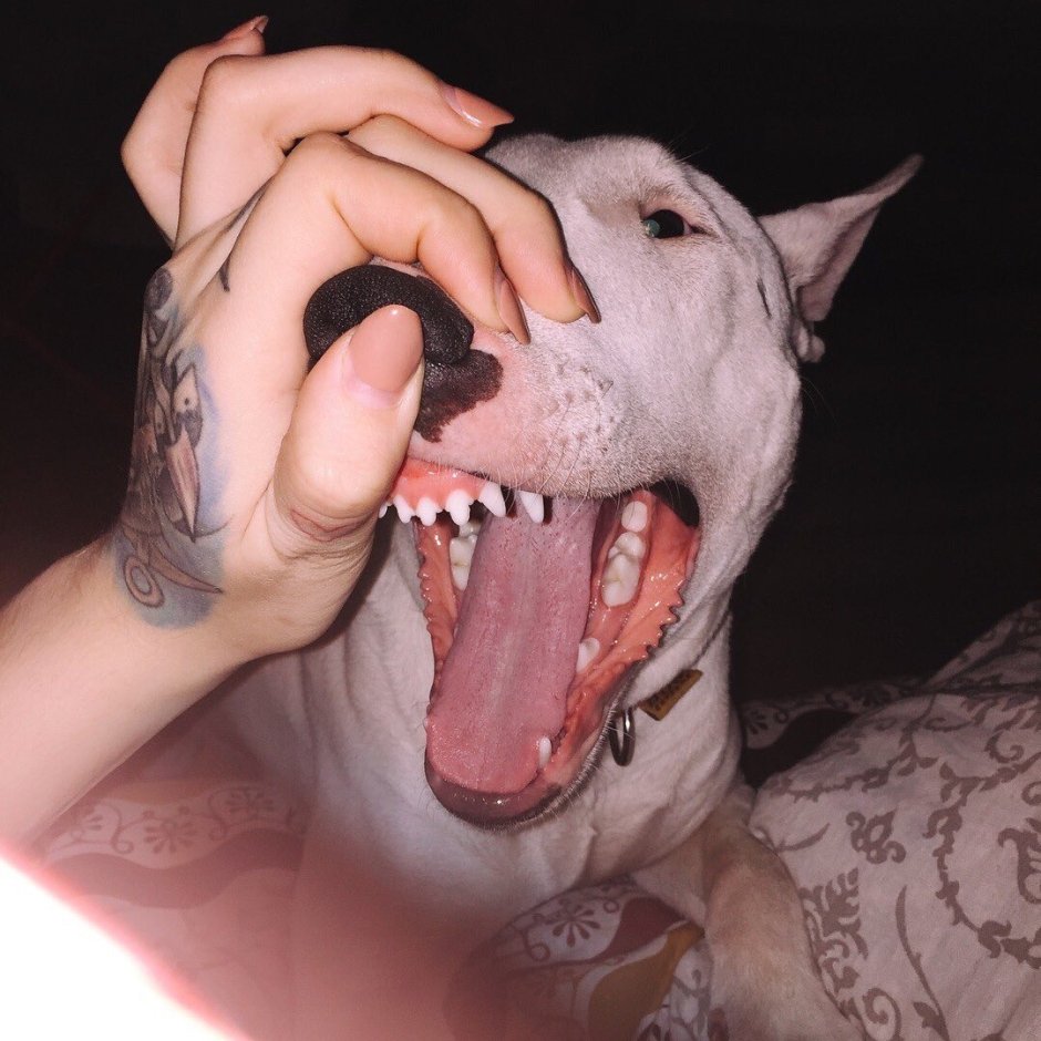 Бультерьер Гитлер