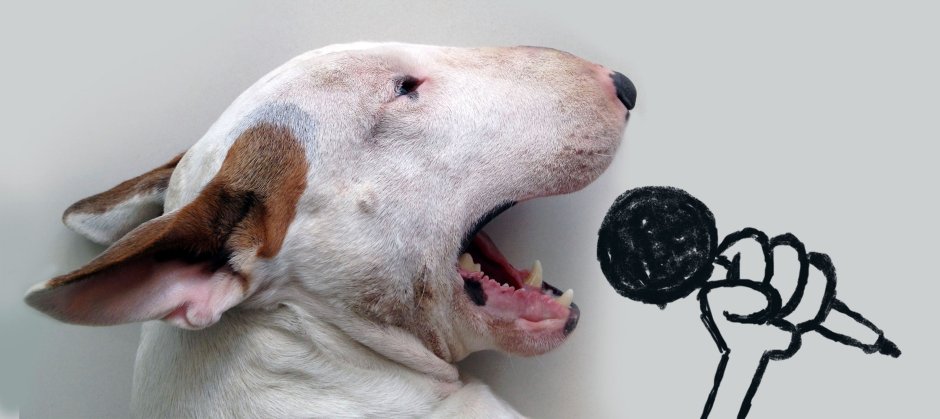 Бультерьер Хинкса