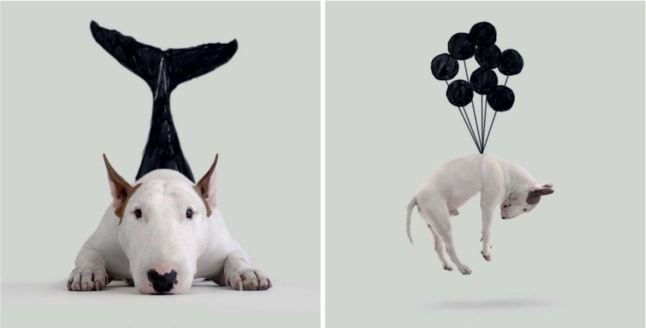 Бультерьер обои