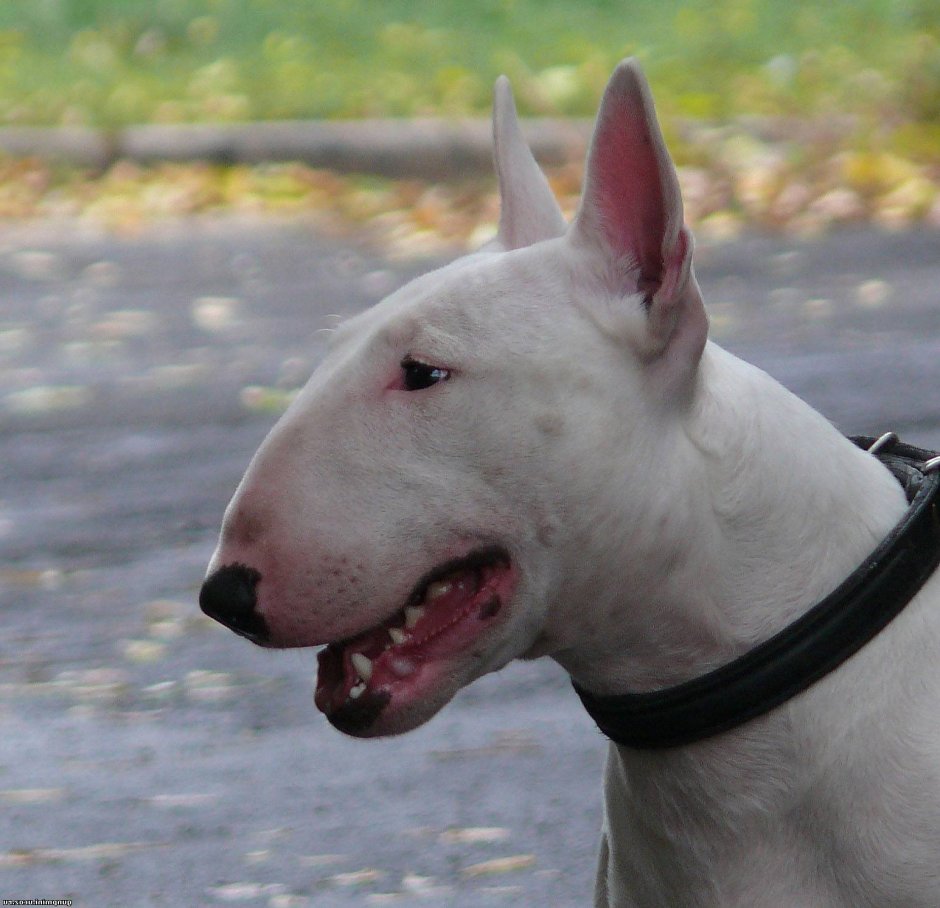 10 Самых опасных пород собак в мире