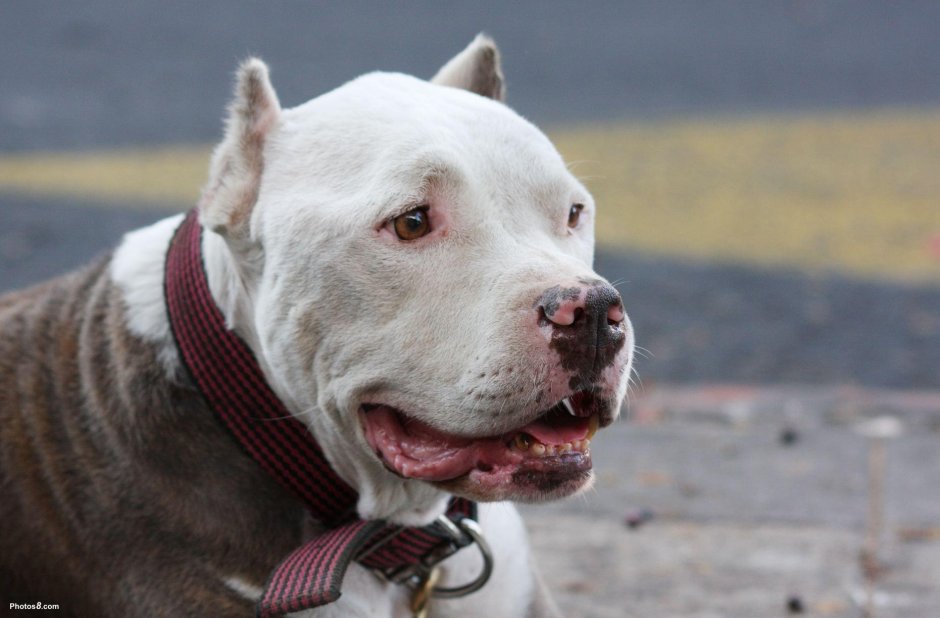 Бультерьер Гитлер