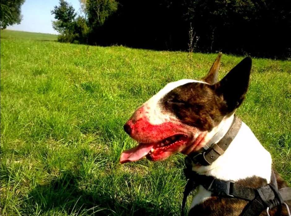 Американский бульдог злой