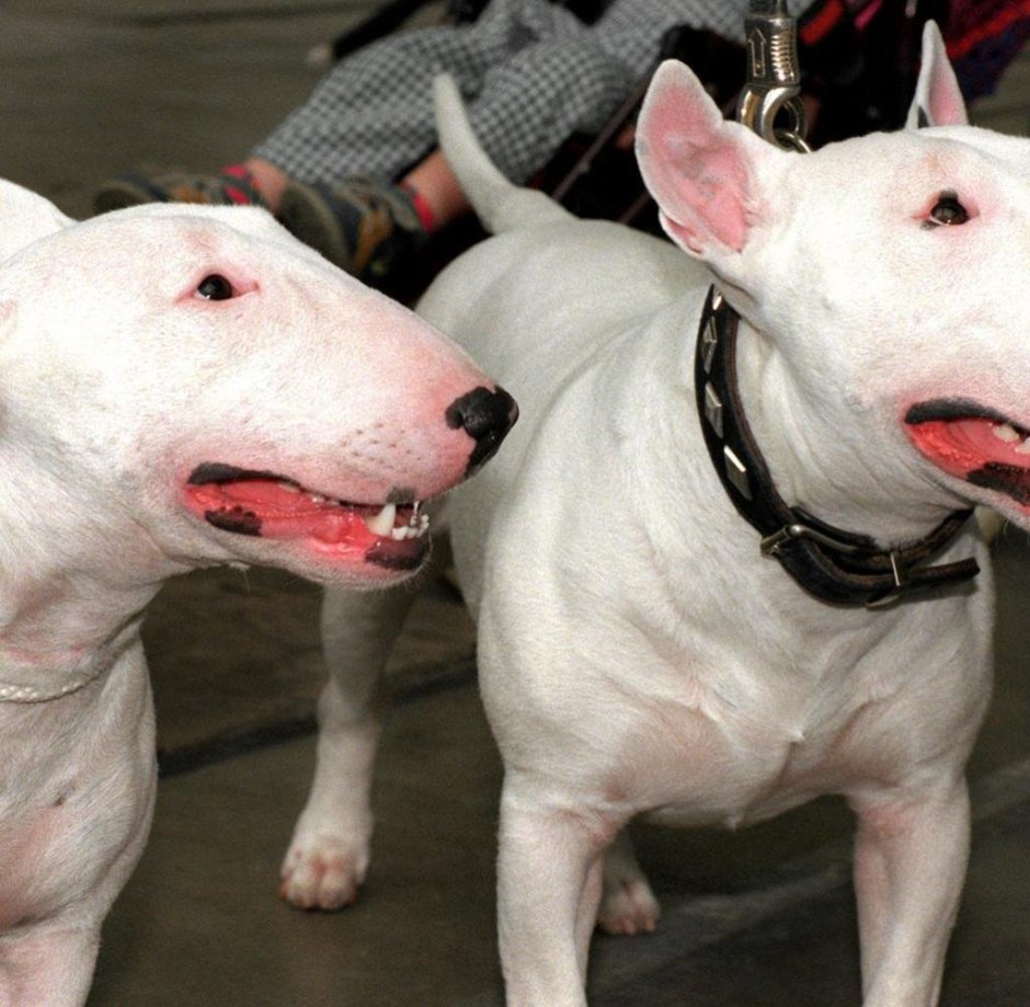 Собака убийца порода бультерьер