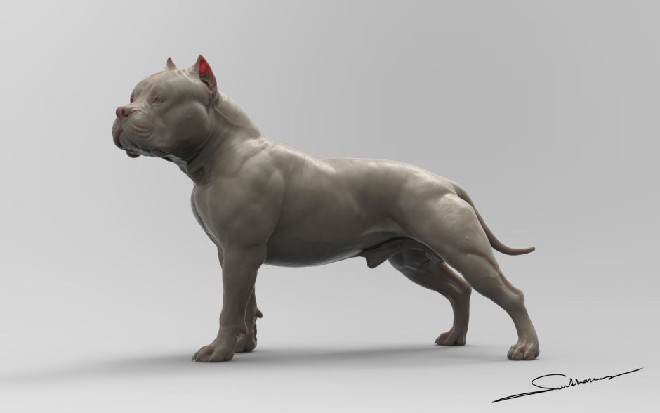 Бультерьер в клинике