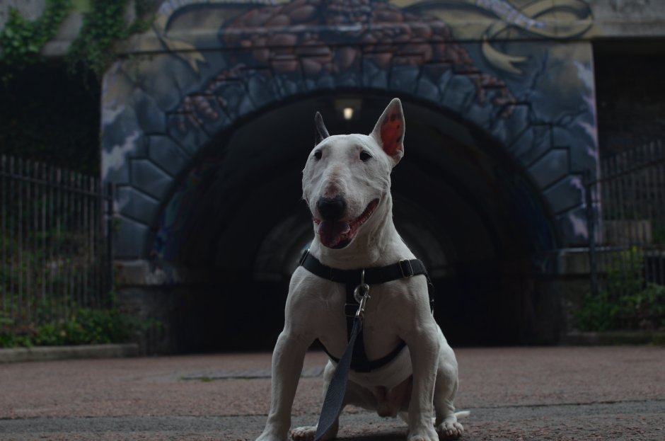 Бультерьер HD