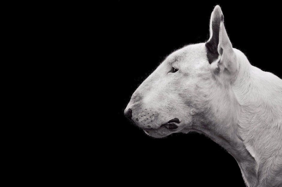 Бультерьер анфас