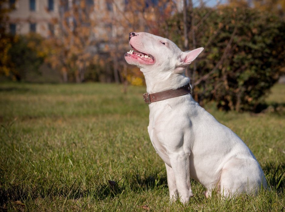 Бультерьер в стон Айленд