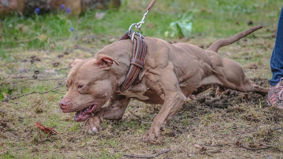 Бультерьер злой Бойцовский