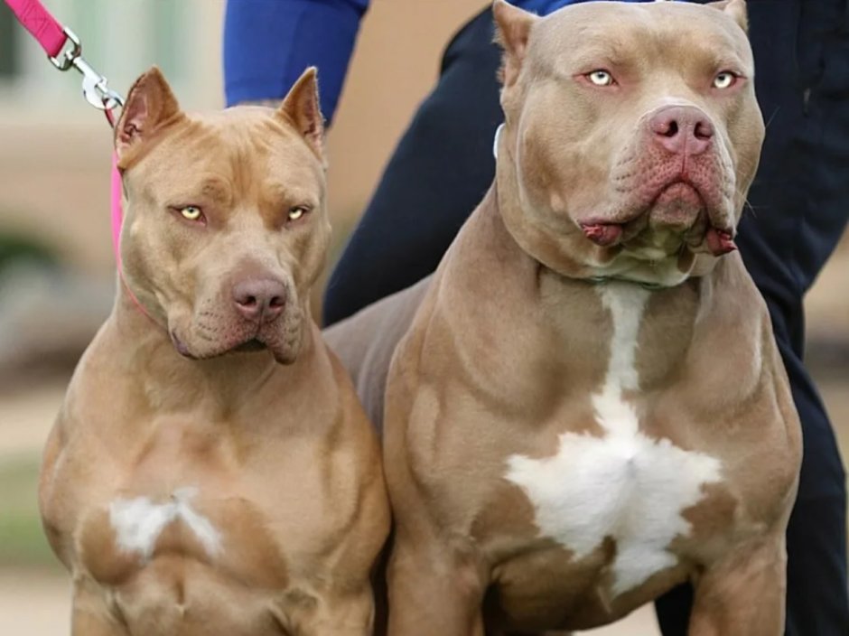 Бультерьер американский питбуль