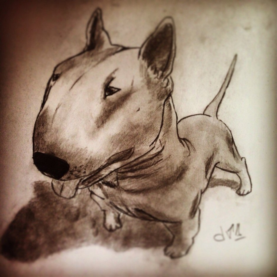 Бультерьер чистокровный