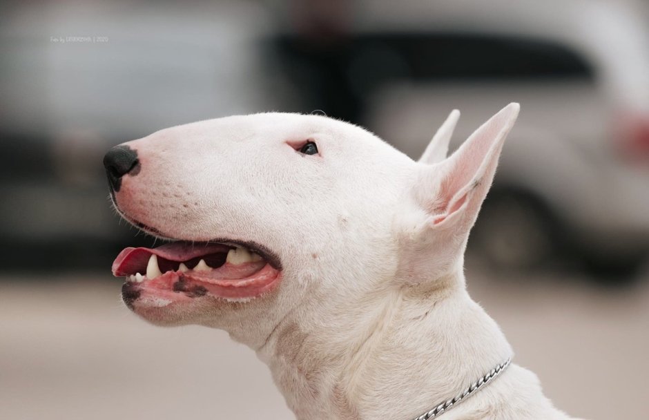 Бультерьер Честер