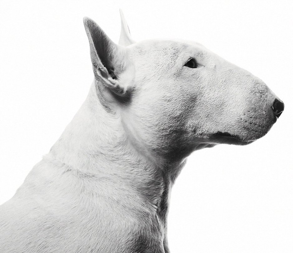 Бультерьеры обложка