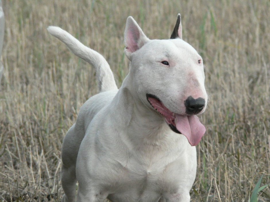 Аргентинский дог злой черный