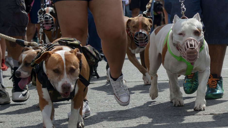 Грустный бультерьер