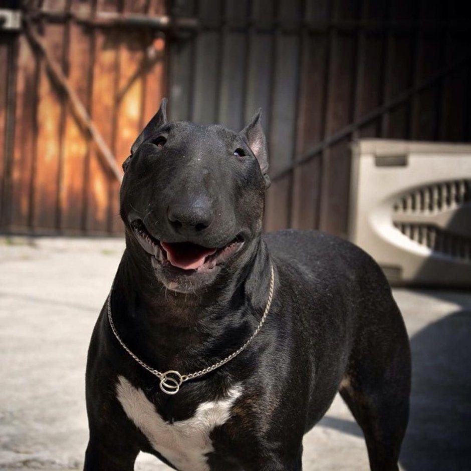 Терри бультерьер