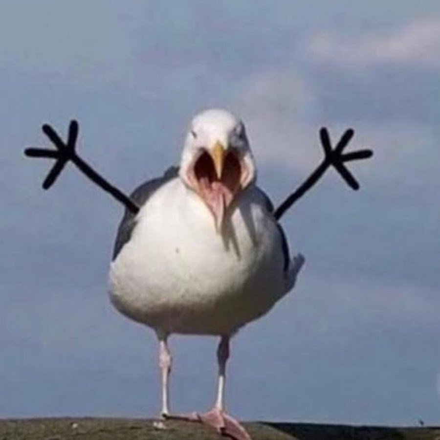 Две Чайки орут