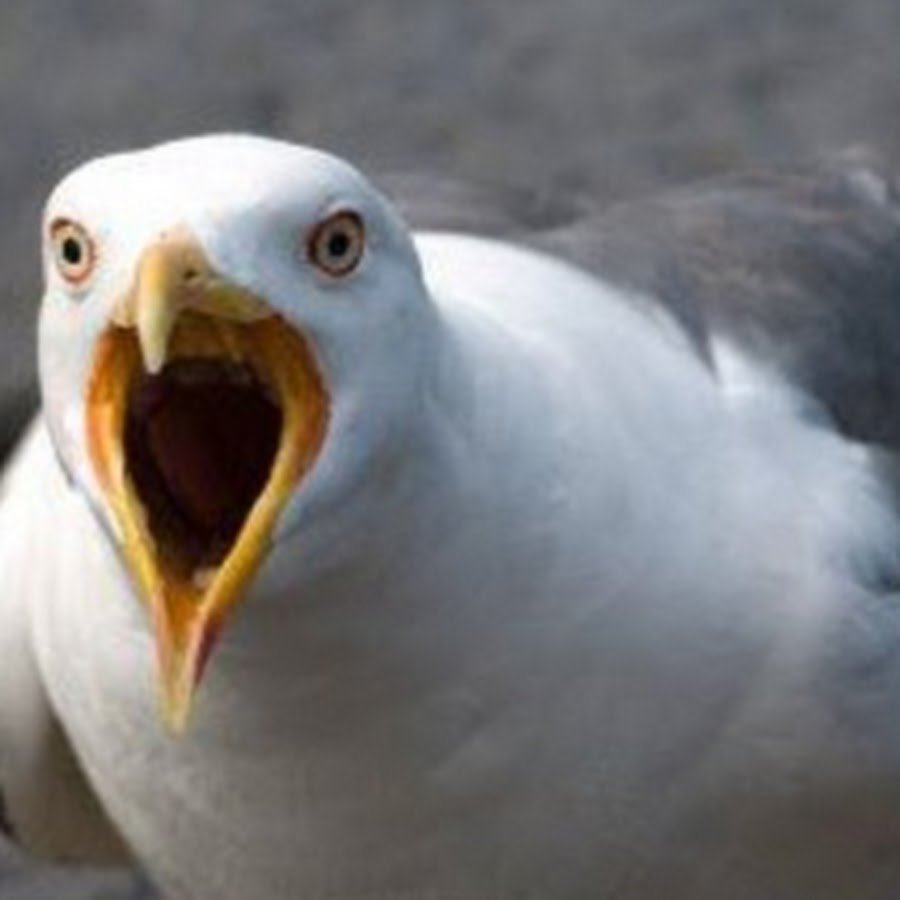 Crazy Seagull