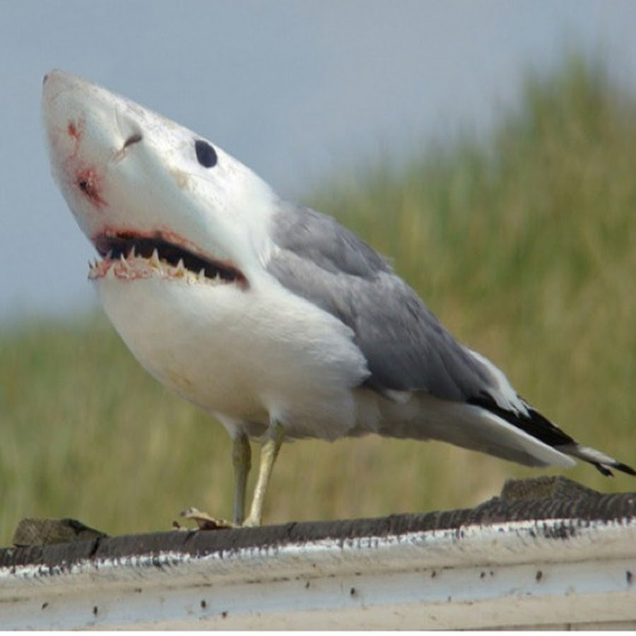 Акула Чайка