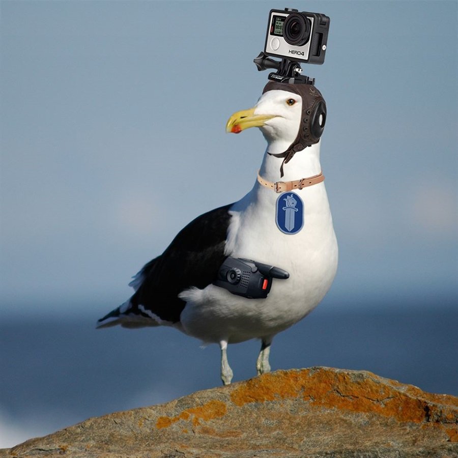 Севастопольская бухта Чайки