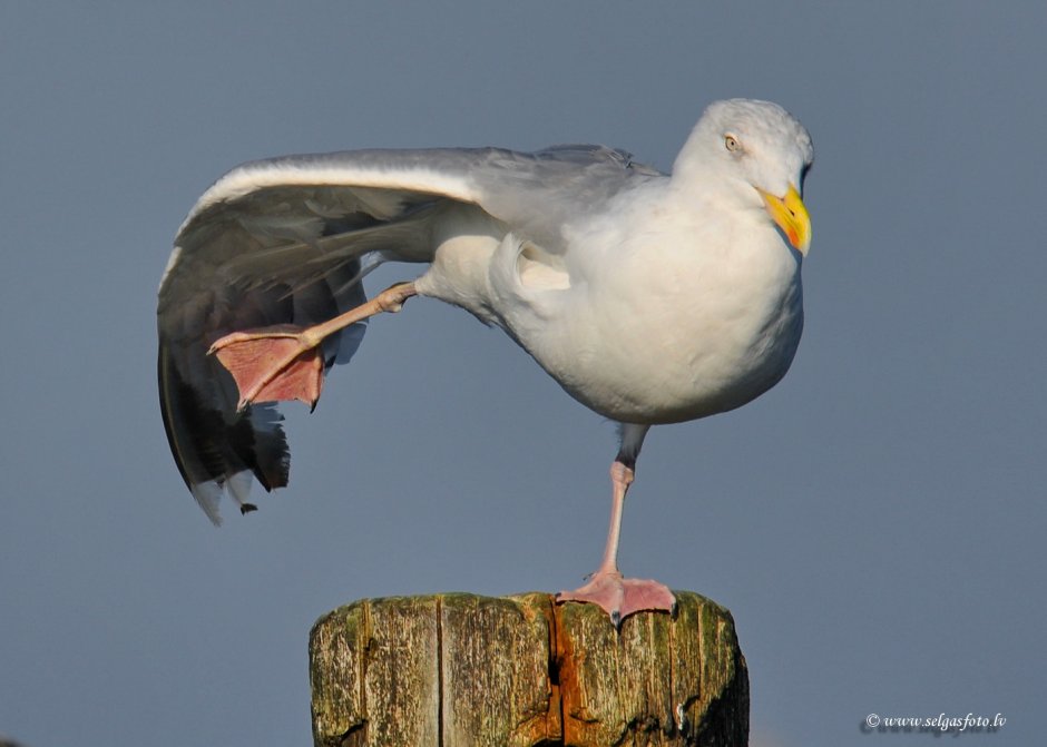 Очковая Чайка