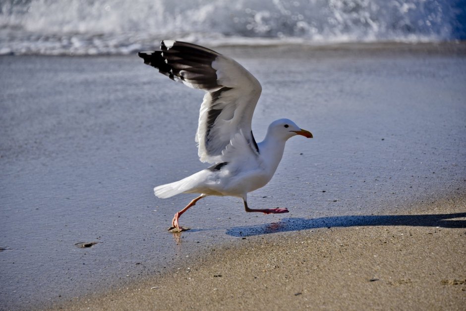 Танцующая Чайка