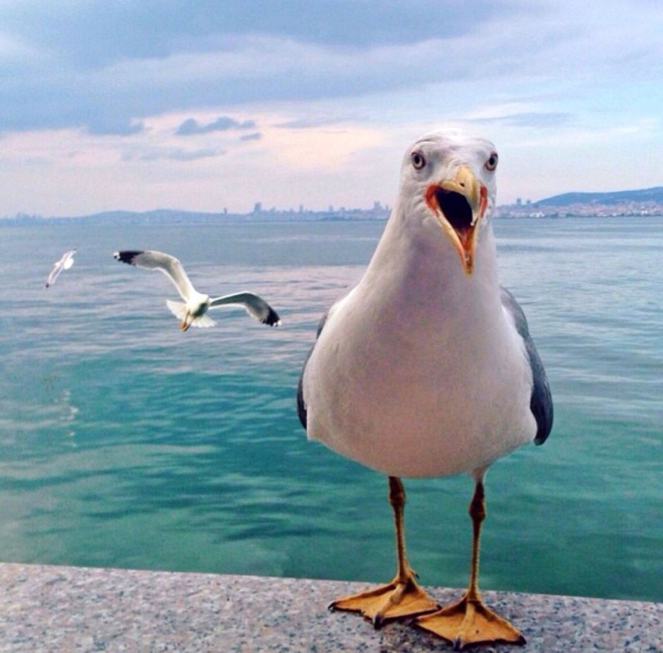 Чайка смешно