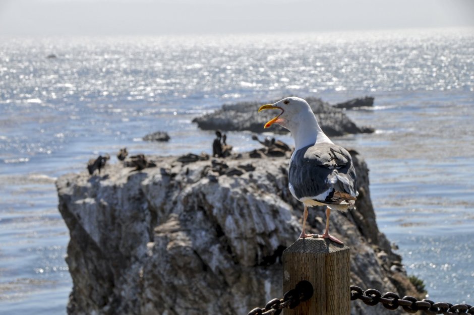 Young Rock Seagull