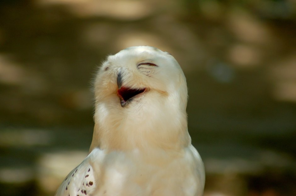 Птица улыбается