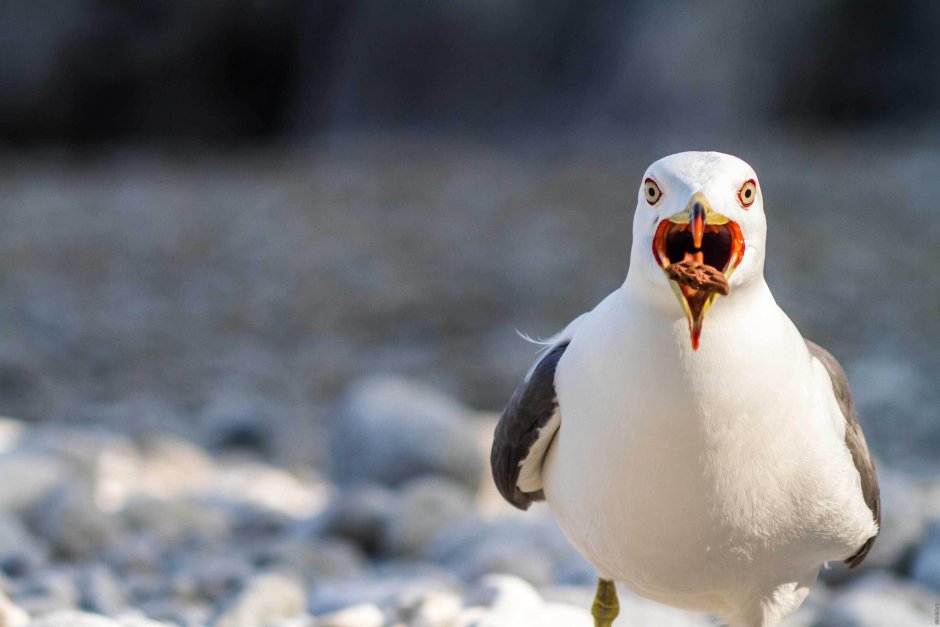 Радостная Чайка